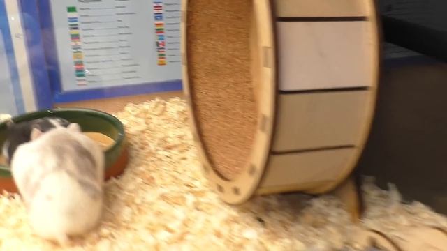 Осталось 4 хомяка / Что случилось с Орешей? / Спасение Хомяка / Alisa Easy Pets смотреть онлайн