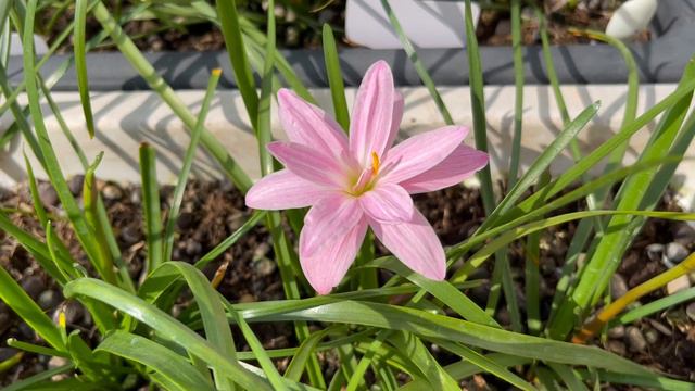 Sweet Pink Rainlily 02 смотреть онлайн
