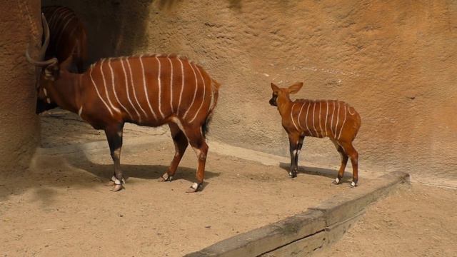 Rare Baby Bongo (Los Angeles Zoo) смотреть онлайн