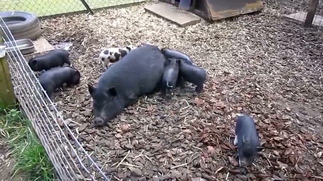 Поросята играют в царя горы (минипиг поросята поросёнок кабанчик минипиги minipig) смотреть онлайн