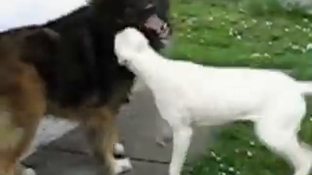 Argentino dogo and Caucasian ovcharka - amazing dogs смотреть онлайн