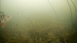 Реакция окуня на безмотылку КОЗА!!! Зимняя рыбалка.  Подводные съёмки.