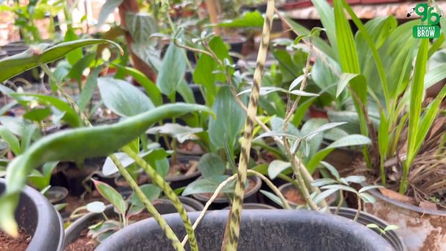 അൽപം ചേമ്പ് വിശേഷങ്ങൾ..! | MY ALOCASIA COLLECTION | GARDEN TOUR | Gardener_Brow смотреть онлайн