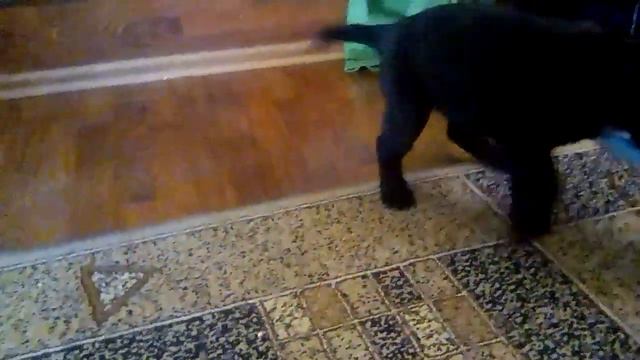 Грыжём тапки смотреть онлайн