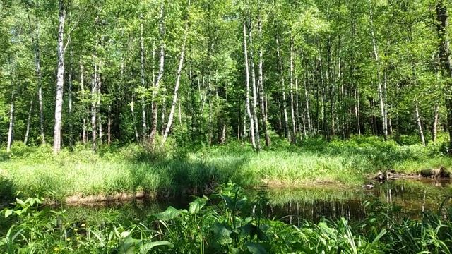 Река Лось и березовая роща. Лосиный Остров. смотреть онлайн