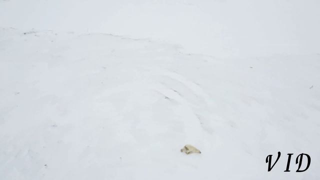 Арктическая пустыня смотреть онлайн