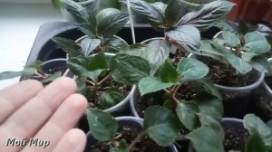 Бальзамин. Прищипка. Формирование куста.