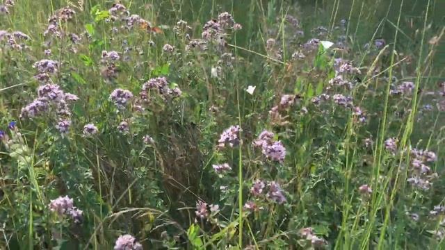 Трава Душица (Oregano) смотреть онлайн