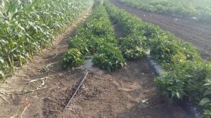 Капельный полив. Длина ряда и давление. Читайте описание ниже на этой стр.