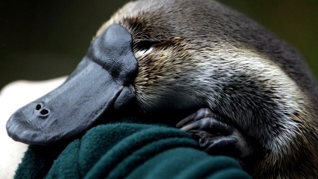 Утконос - интересные факты смотреть онлайн