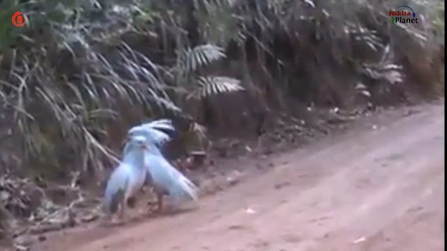 Танец райских птиц . Dance of birds of paradise смотреть онлайн