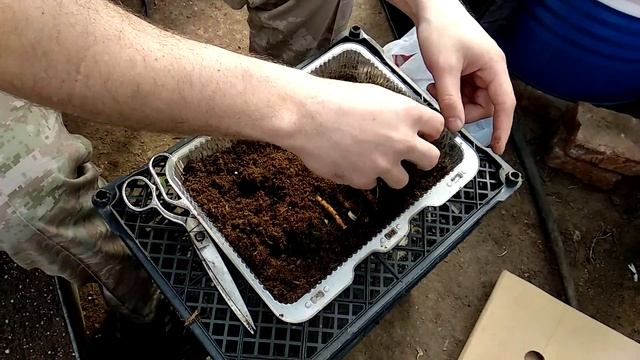 Как размножить ежевику ? Максимально просто и доступно.