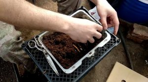 Как размножить ежевику ? Максимально просто и доступно.