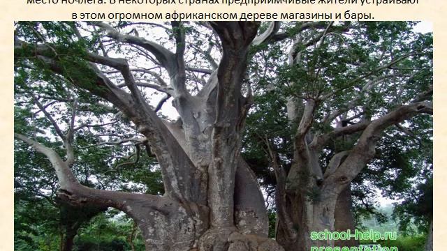 Презентация Баобаб смотреть онлайн