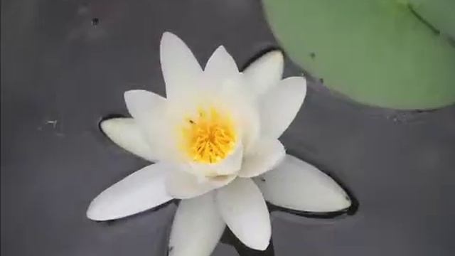 white lily closing смотреть онлайн