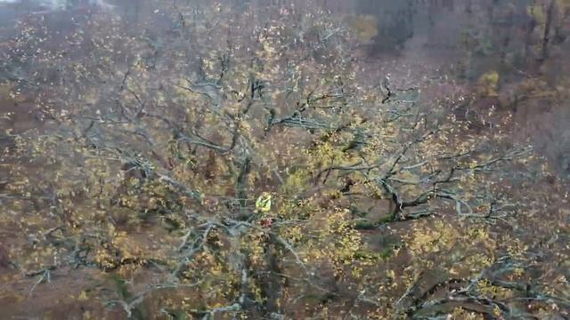 Самое высокое дерево Беларуси смотреть онлайн