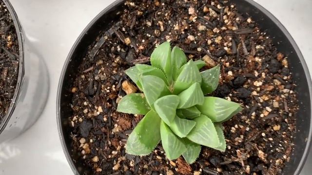 Suculentas à Venda da Semana - Fácil Cultivo смотреть онлайн