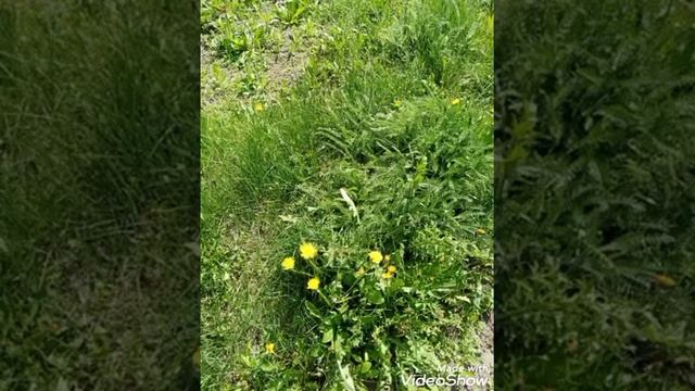 СНИТСЯ МНЕ ДЕРЕВНЯ. смотреть онлайн