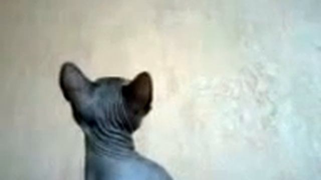 Кошка видит Призрака!!! смотреть онлайн