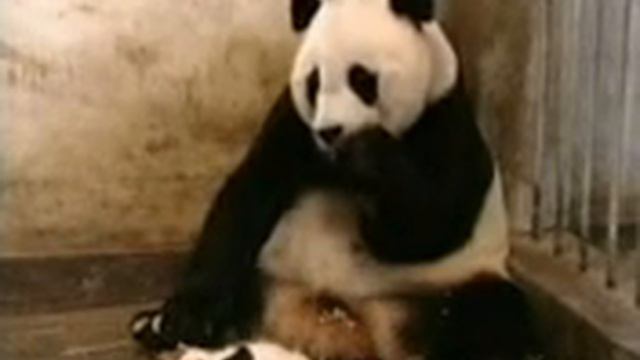 Peoples Republic of China New Panda смотреть онлайн