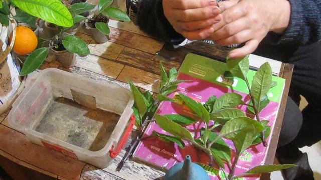 РАЗМНОЖЕНИЕ ДЖИНУРЫ УКОРЕНЕНИЕМ  ЧЕРЕНКОВ