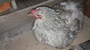 Курица села на яйца! Что делать?