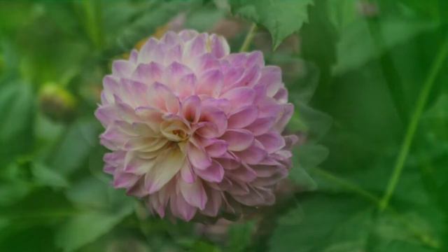 Георгины смотреть онлайн