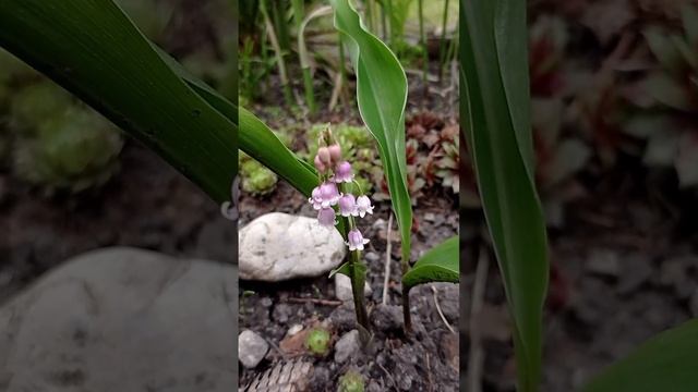 Вы видели,как цветёт розовый ландыш???Тогда любуйтесь-он невероятно нежный.? смотреть онлайн