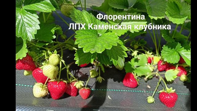 Клубника - наша коллекция смотреть онлайн