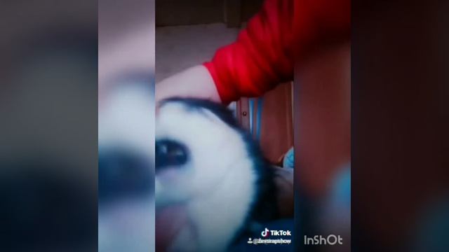 Прикол. Зевс, говорящий пёс-реппер