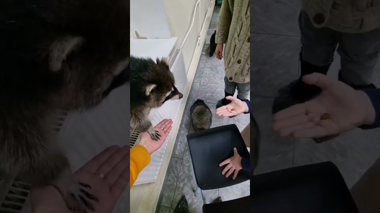 ▷Дотянуться до еды◁ смотреть онлайн