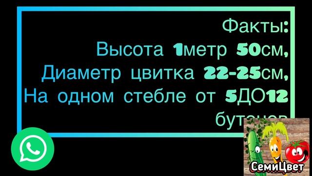 Факты о цветке Лилия Экзотик Сан! смотреть онлайн