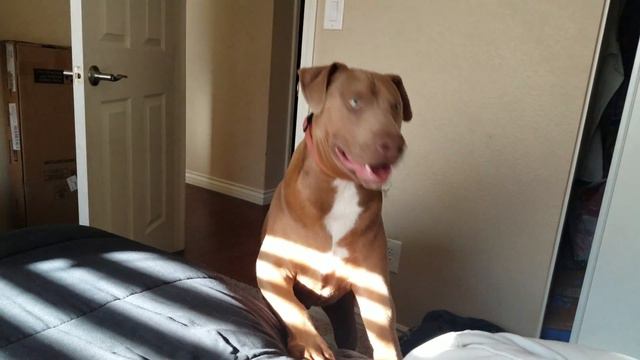 Playing with Rocky my 11 month doberman pitbull mix смотреть онлайн