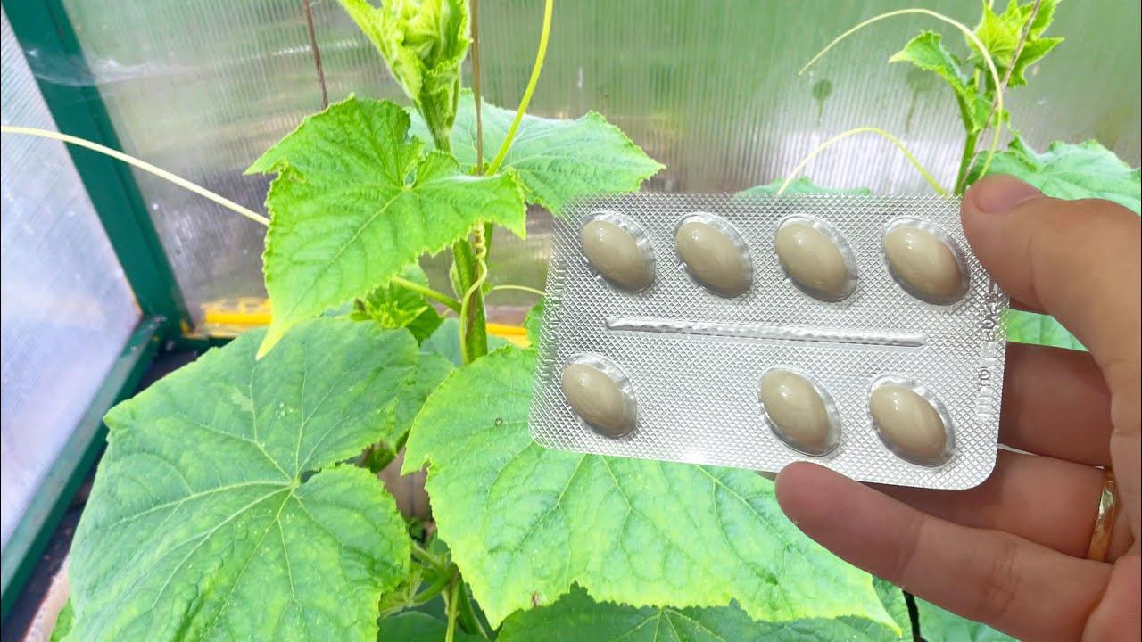 Огурцы плодоносят, а я бегу в аптеку, УВЕЛИЧИВАЕМ УРОЖАЙ В 3 РАЗА. 1 раз вносим под куст смотреть онлайн