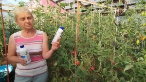 Спасение от фитофторы! Не боимся болезней!