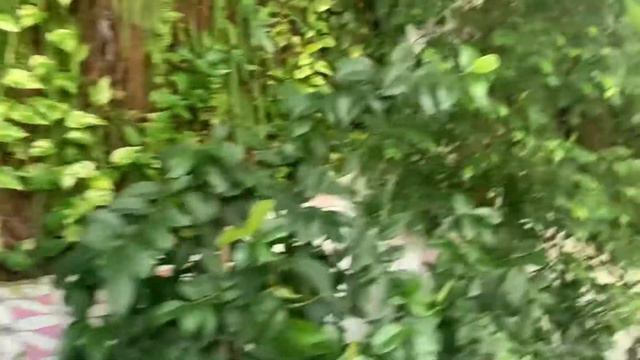 Павильон бабочек в парке «Аль Нур Исланд» в Шардже. смотреть онлайн