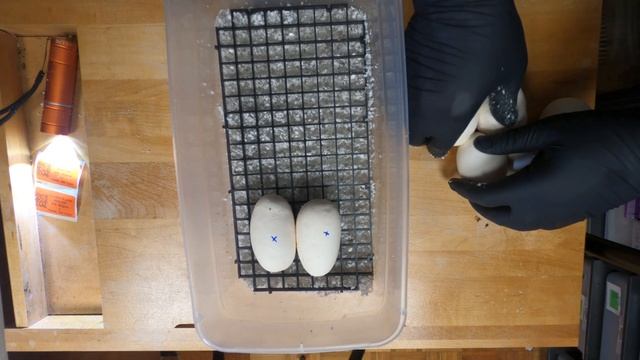 More Ball Python Eggs - 2023 Clutch C04. ? Birthday Clutch!!!!! смотреть онлайн