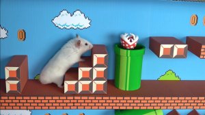 🐹 Хомяк сбегает из лабиринта Супер Марио в реальной жизни