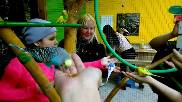 Волнистые попугайчики едят с рук. Ручной зоопарк смотреть онлайн
