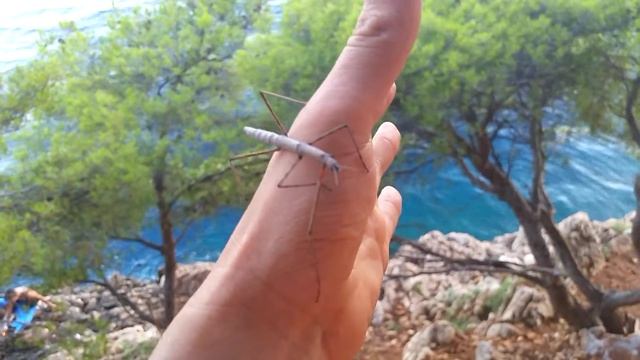 PHASMATODEA (Stick Insect) смотреть онлайн