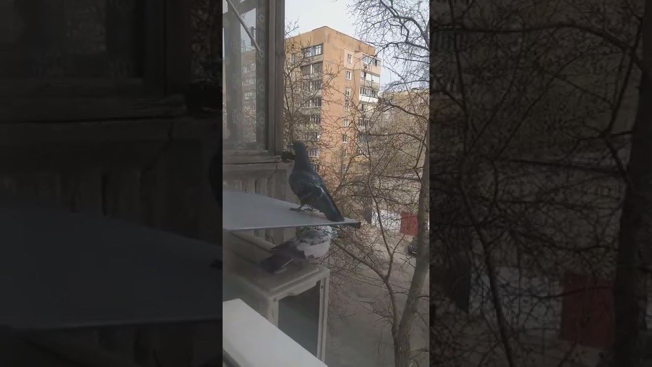 Тише, люди, ради Бога, тише, голуби целуются на крыше...