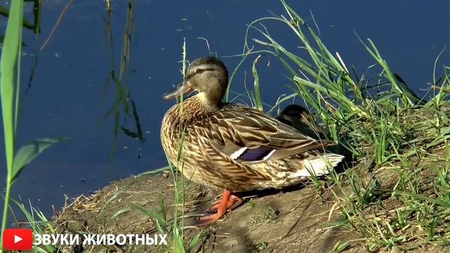 КАК КРЯКАЮТ УТКИ  ЗВУКИ УТОК  УТЯТА КРЯ КРЯ  УТКИ КРЯКАЮТ