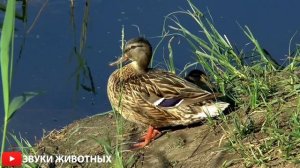 КАК КРЯКАЮТ УТКИ  ЗВУКИ УТОК  УТЯТА КРЯ КРЯ  УТКИ КРЯКАЮТ