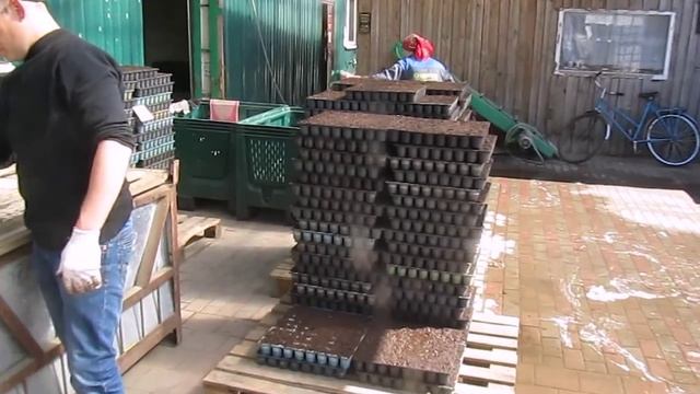 Посев и посадка капусты 2014г смотреть онлайн