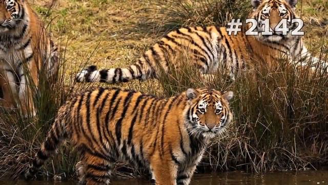 #2142. Тигры (В мире животных) смотреть онлайн