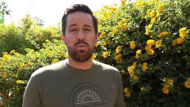 Lantana- Grow Lantana Flowers In Your Yard смотреть онлайн