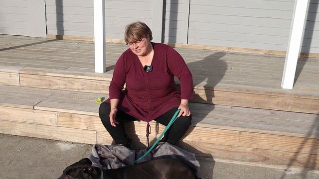 Recall training for retired Greyhounds смотреть онлайн