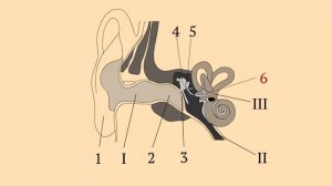 Строение уха человека