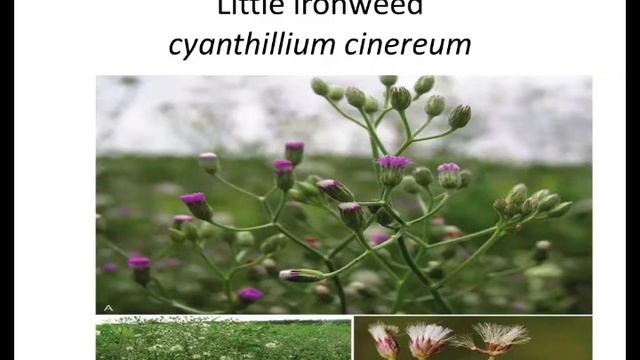 120+ Scientific names of common trees and plants | Part 2 | The Big Bio Theory смотреть онлайн