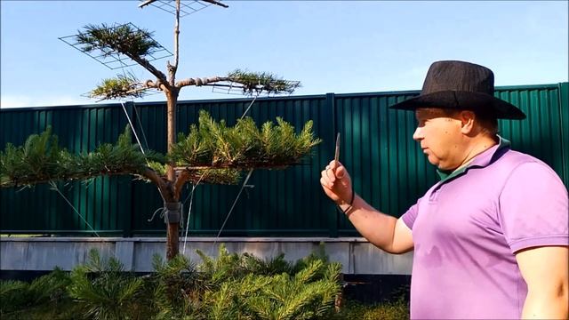 Стрижка сосны ниваки в стиле котобуки. Сосна ниваки своими руками.